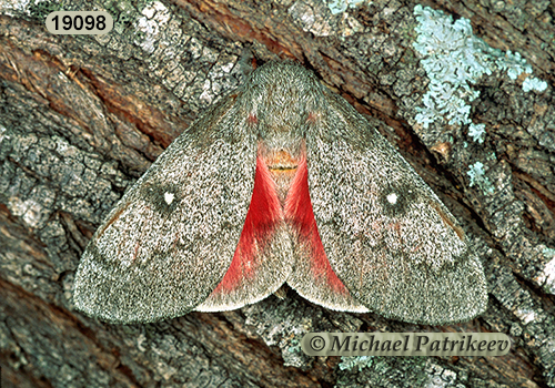 Sphingicampa bicolor or Syssphinx bicolor